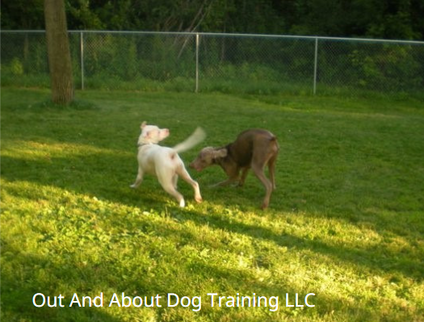 Out And About Dog Training LLC